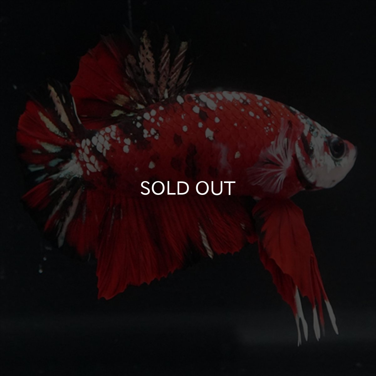 画像2: HMPK レッドカッパーギャラクシー (2)