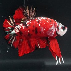 画像2: HMPK レッドカッパーギャラクシー (2)