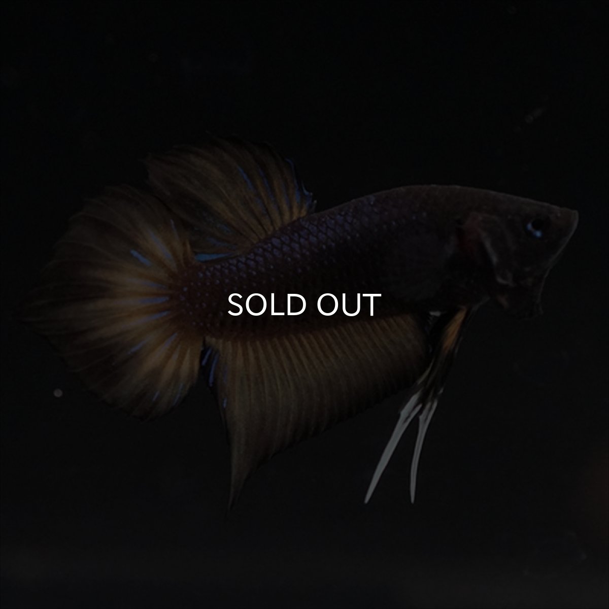 画像16: HMPK レッドカッパーギャラクシー (16)