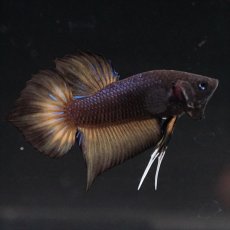 画像16: HMPK レッドカッパーギャラクシー (16)