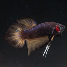 画像17: HMPK レッドカッパーギャラクシー (17)