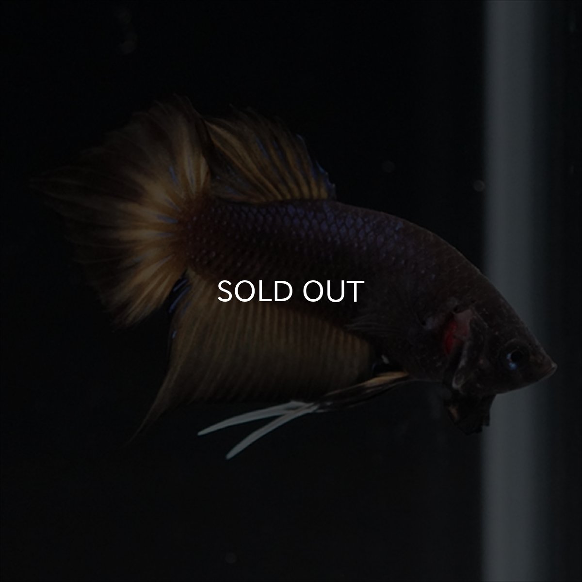 画像18: HMPK レッドカッパーギャラクシー (18)