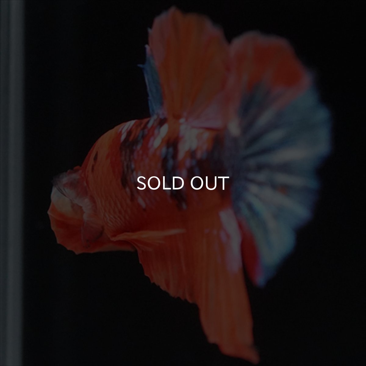 画像7: HMPK　キャンディ (7)