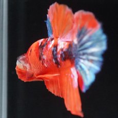 画像7: HMPK キャンディ (7)