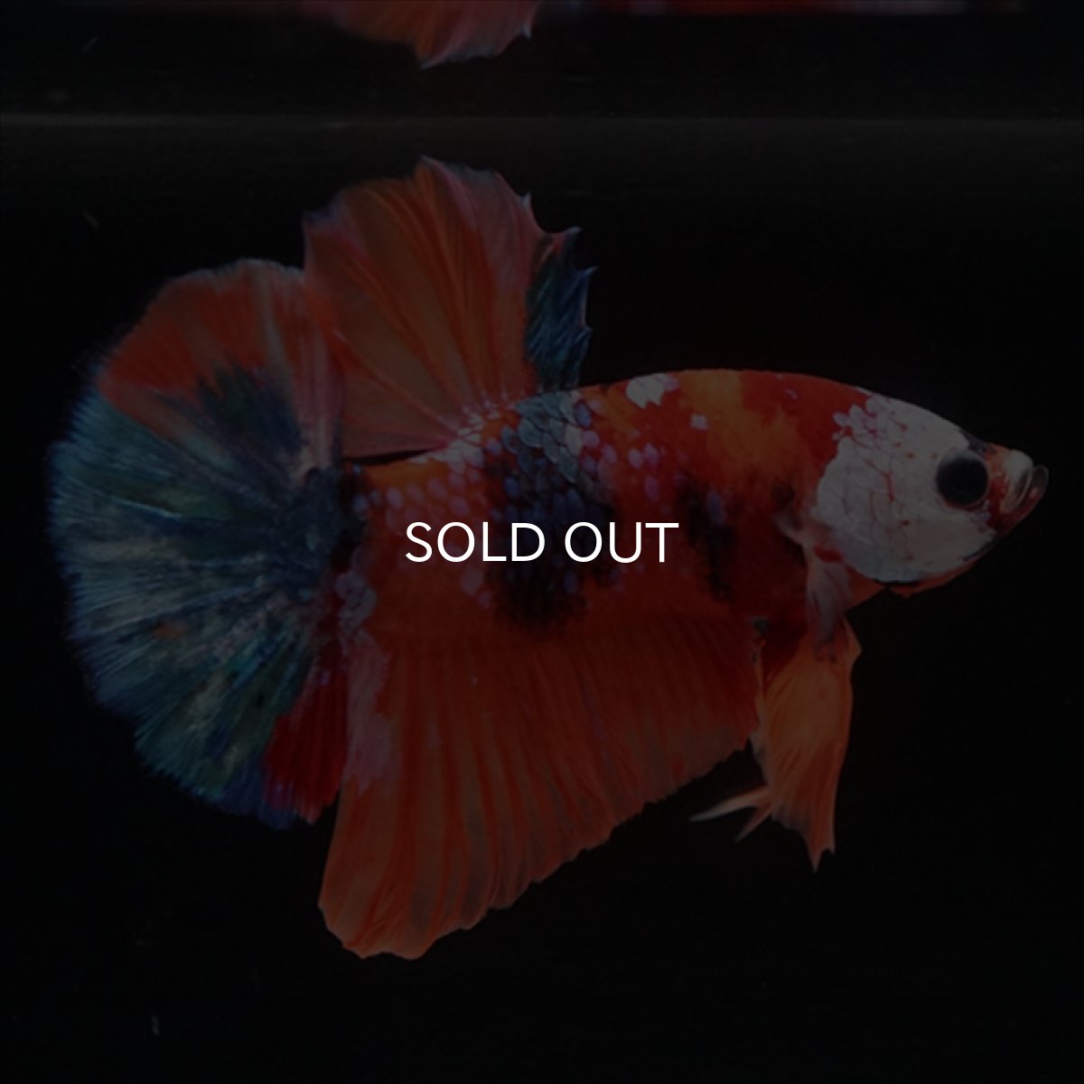 画像1: HMPK　キャンディ (1)