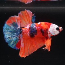 画像1: HMPK キャンディ (1)