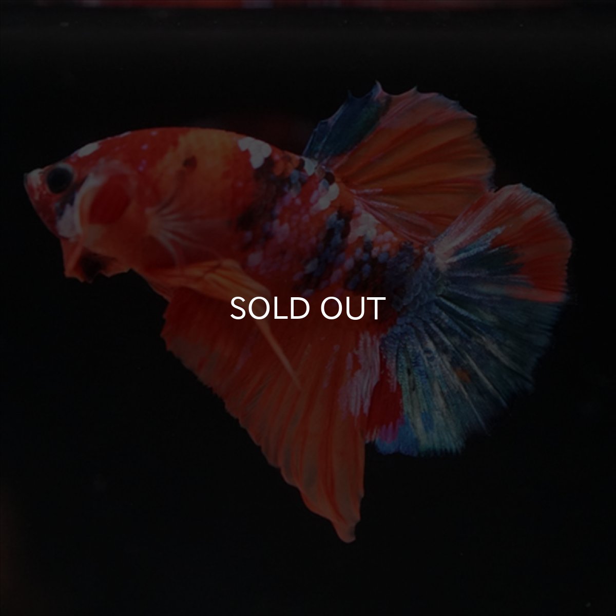 画像8: HMPK　キャンディ (8)