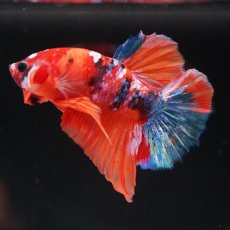 画像8: HMPK キャンディ (8)