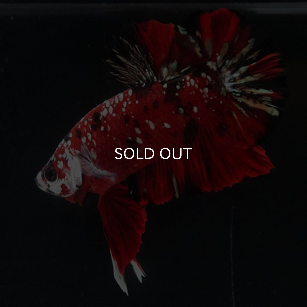 画像19: HMPK レッドカッパーギャラクシー (19)