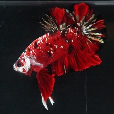 画像19: HMPK レッドカッパーギャラクシー (19)