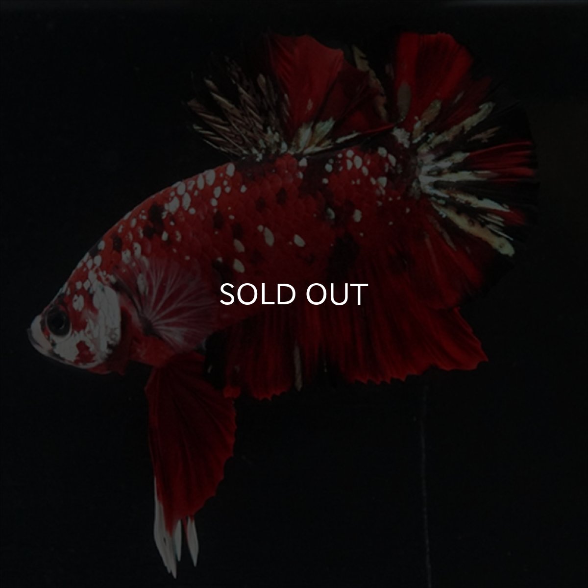 画像20: HMPK レッドカッパーギャラクシー (20)