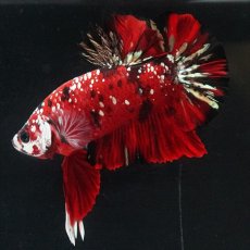 画像20: HMPK レッドカッパーギャラクシー (20)