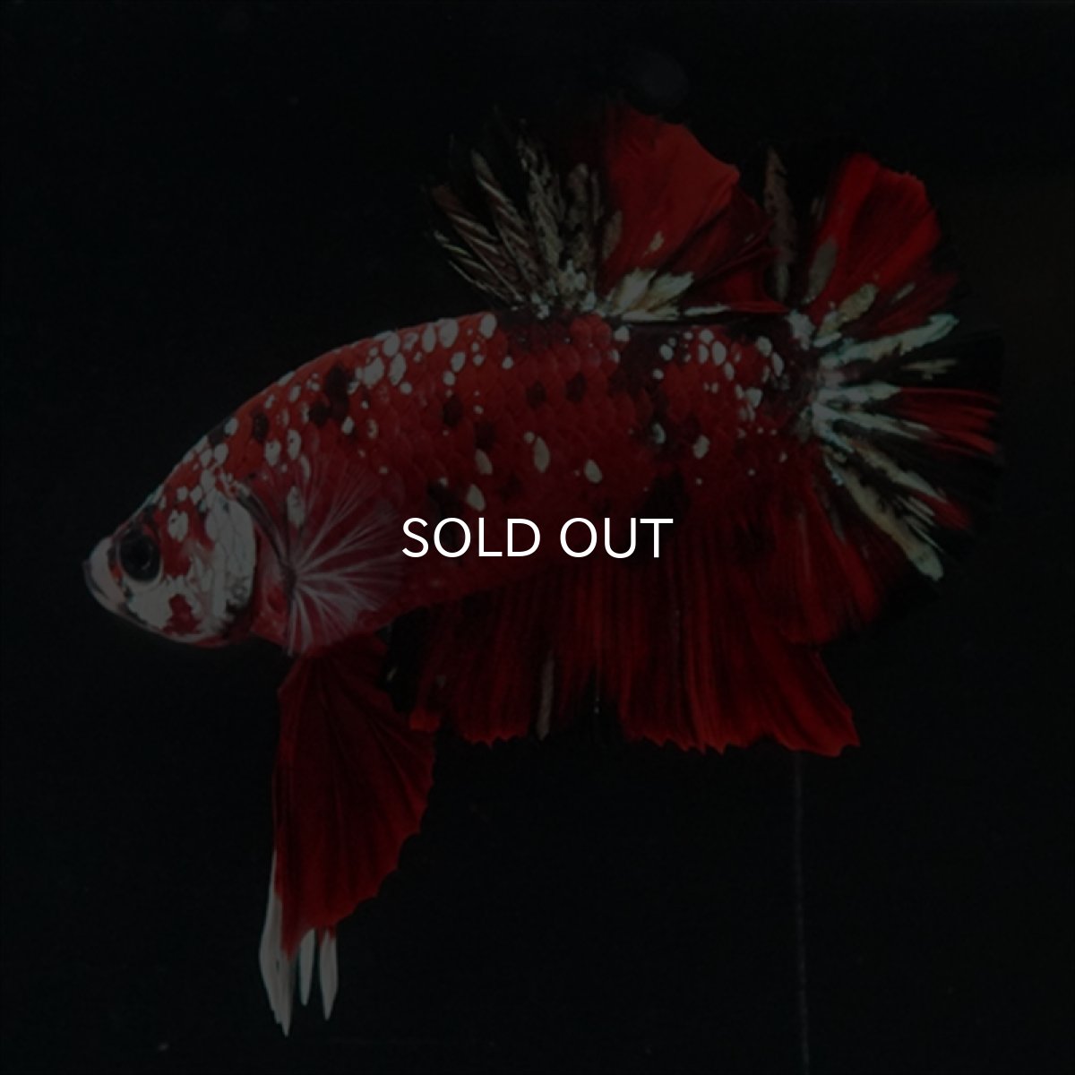 画像21: HMPK レッドカッパーギャラクシー (21)