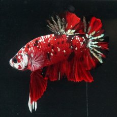 画像21: HMPK レッドカッパーギャラクシー (21)