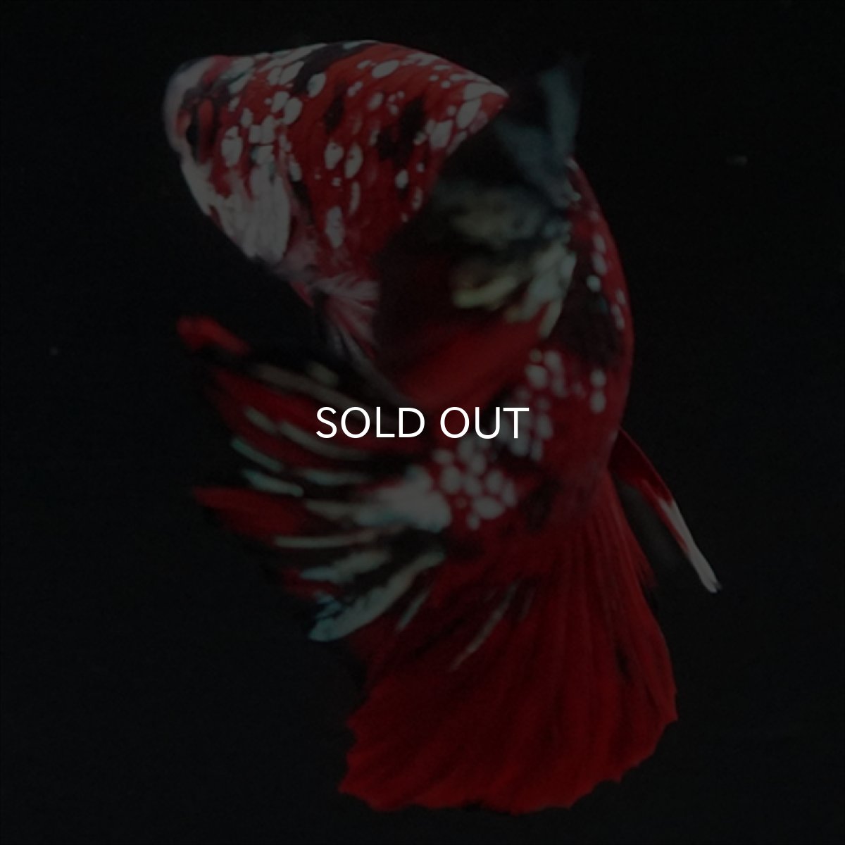 画像22: HMPK レッドカッパーギャラクシー (22)