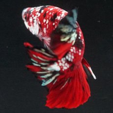 画像22: HMPK レッドカッパーギャラクシー (22)