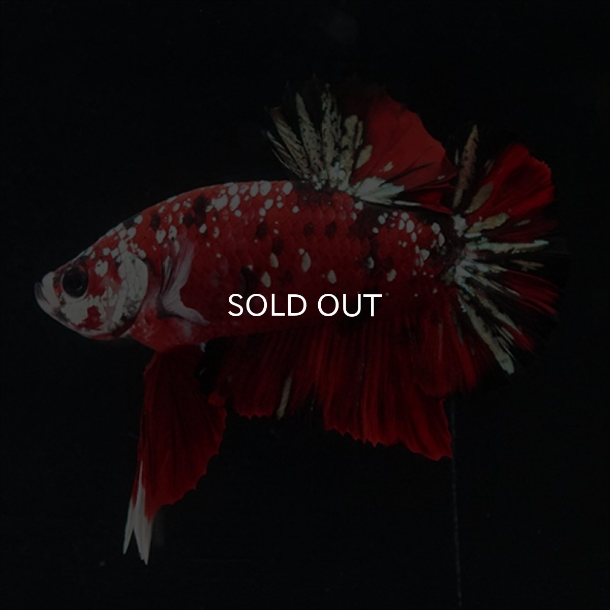 画像23: HMPK レッドカッパーギャラクシー (23)