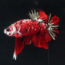 画像23: HMPK レッドカッパーギャラクシー (23)