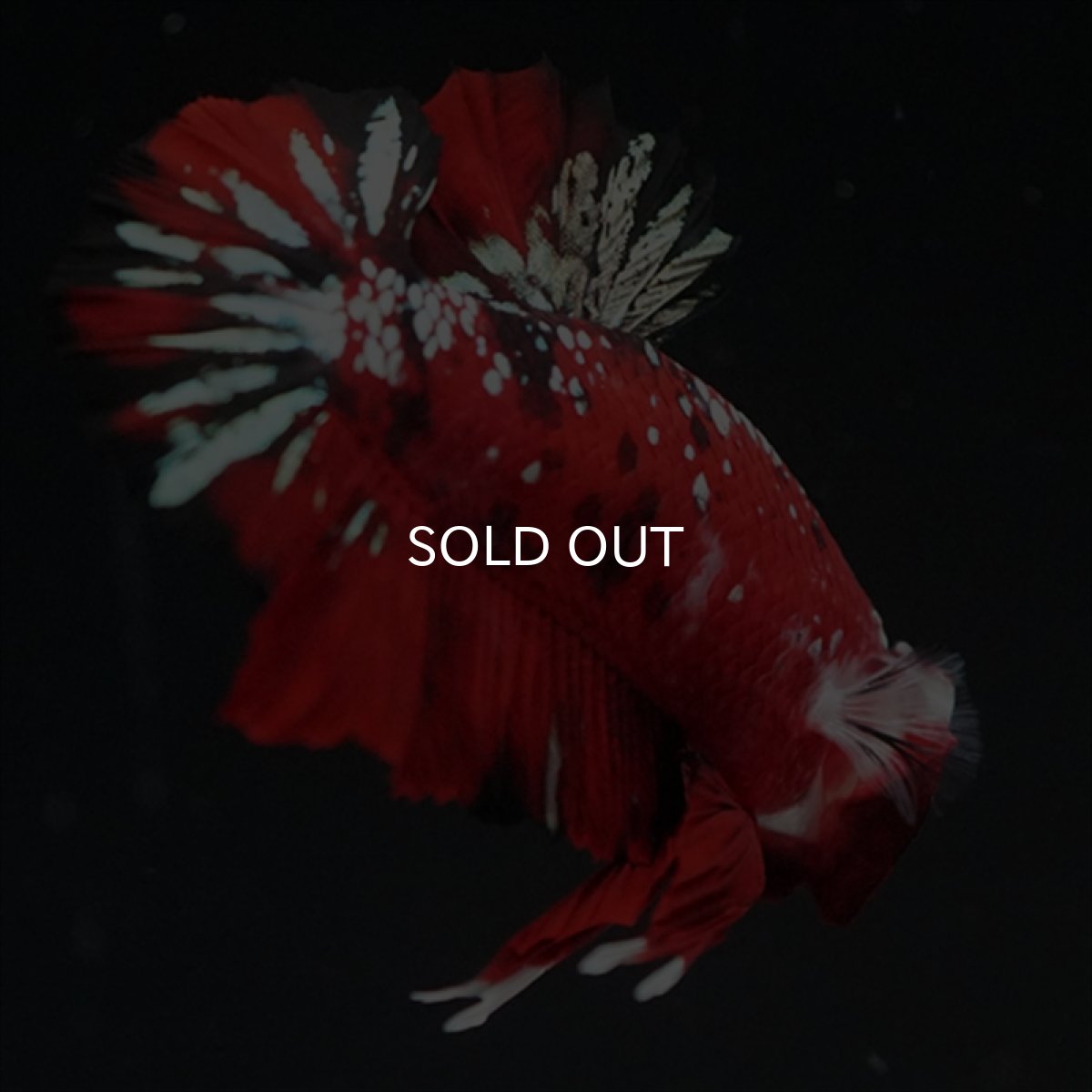 画像24: HMPK レッドカッパーギャラクシー (24)