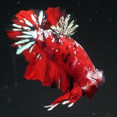 画像24: HMPK レッドカッパーギャラクシー (24)