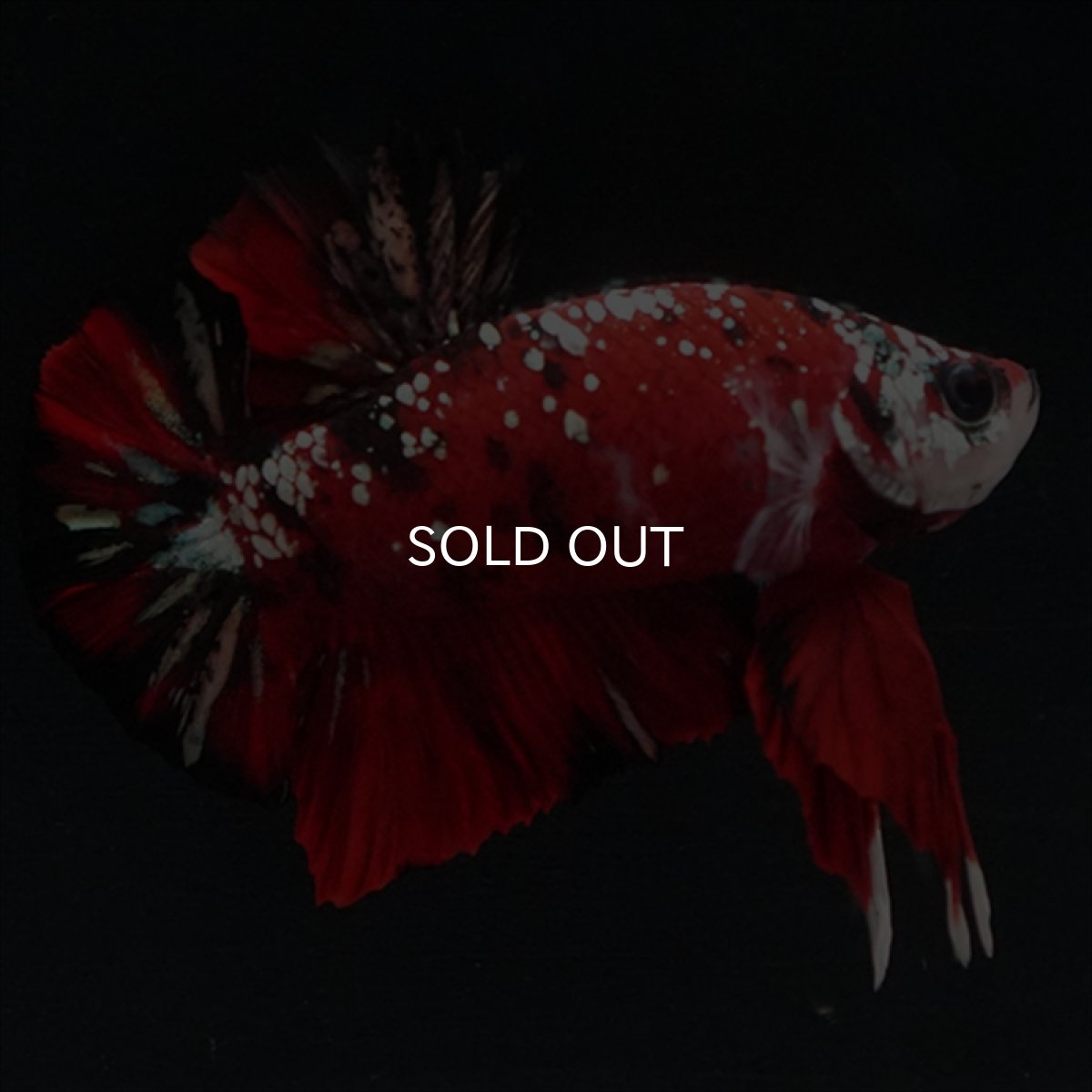 画像25: HMPK レッドカッパーギャラクシー (25)