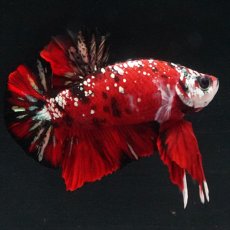 画像25: HMPK レッドカッパーギャラクシー (25)