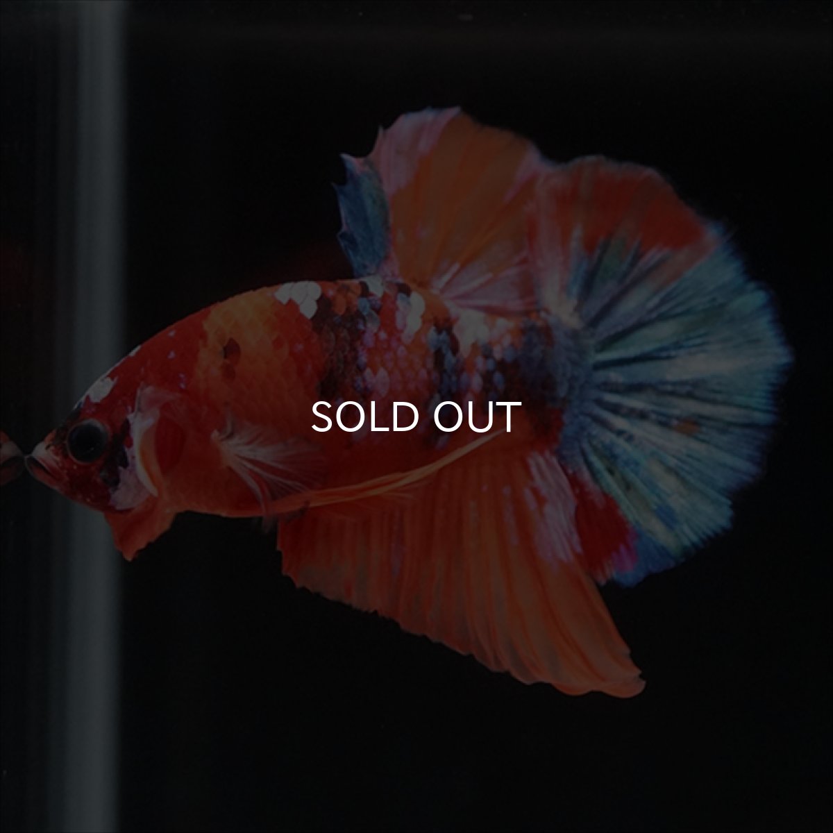 画像2: HMPK　キャンディ (2)