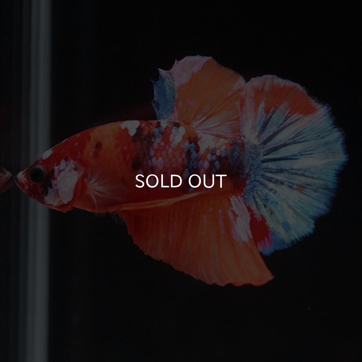 画像9: HMPK　キャンディ (9)