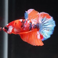 画像9: HMPK キャンディ (9)