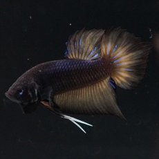 画像2: ワイルドハイブリッド マスタード ♂のみ (2)