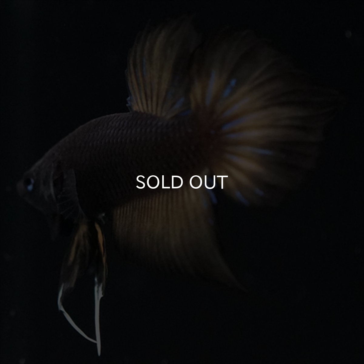 画像3: ワイルドハイブリッド　マスタード　♂のみ (3)