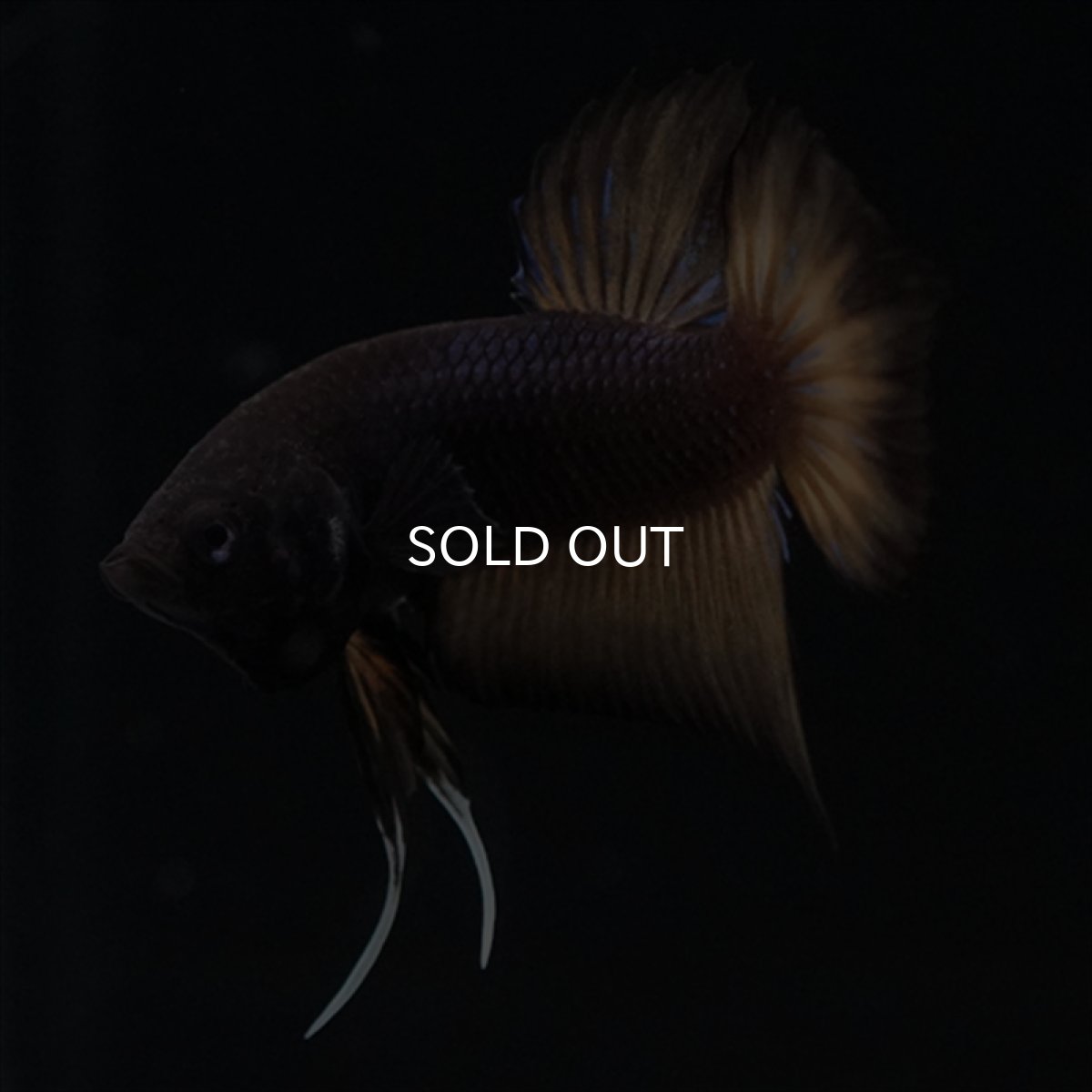 画像6: ワイルドハイブリッド　マスタード　♂のみ (6)