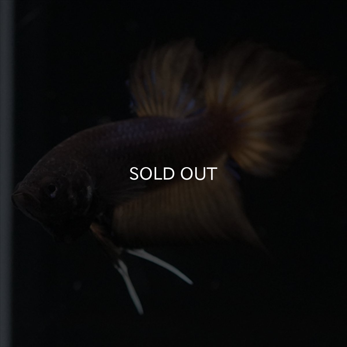 画像7: ワイルドハイブリッド　マスタード　♂のみ (7)