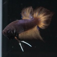 画像7: ワイルドハイブリッド マスタード ♂のみ (7)