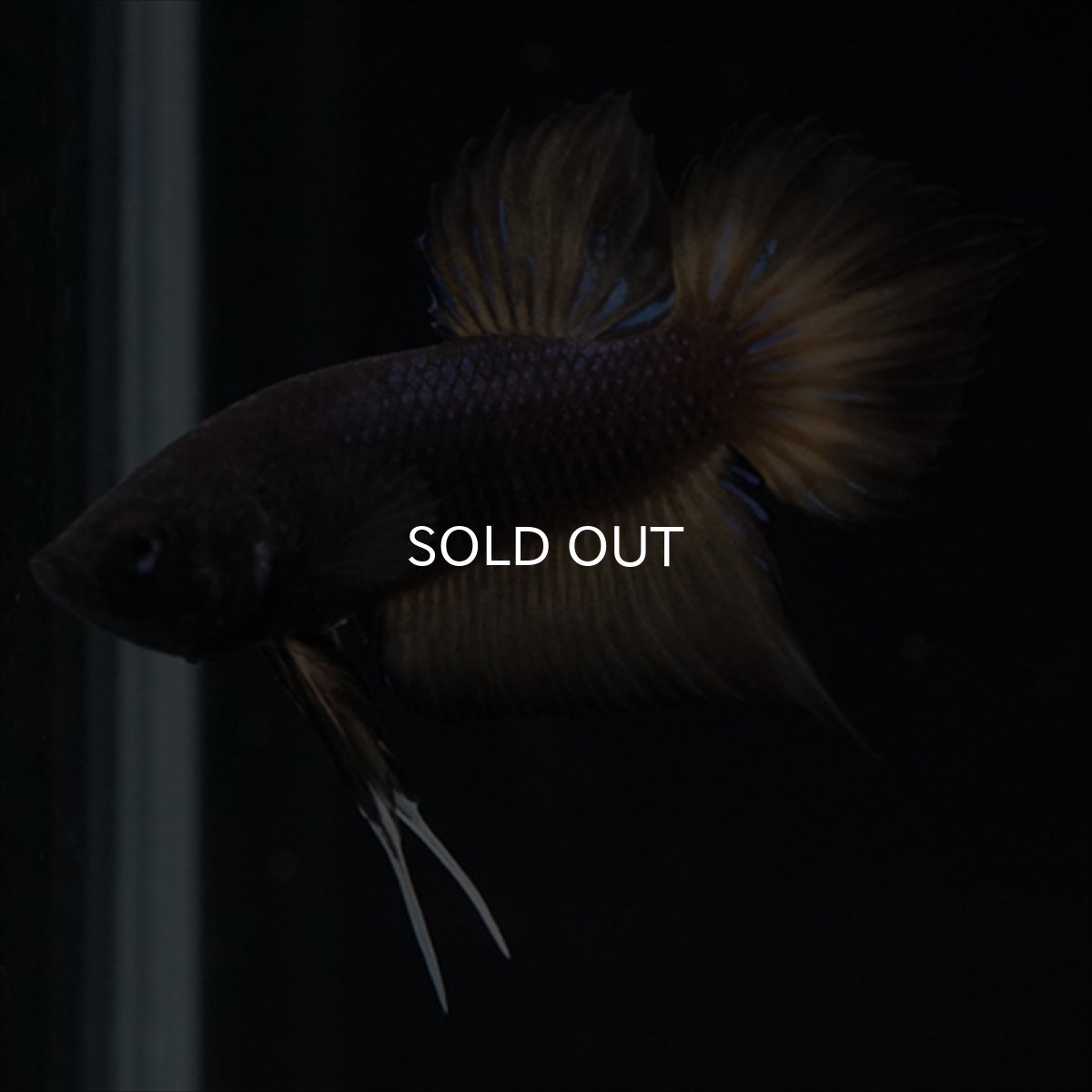 画像8: ワイルドハイブリッド　マスタード　♂のみ (8)