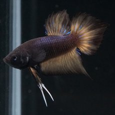 画像8: ワイルドハイブリッド マスタード ♂のみ (8)