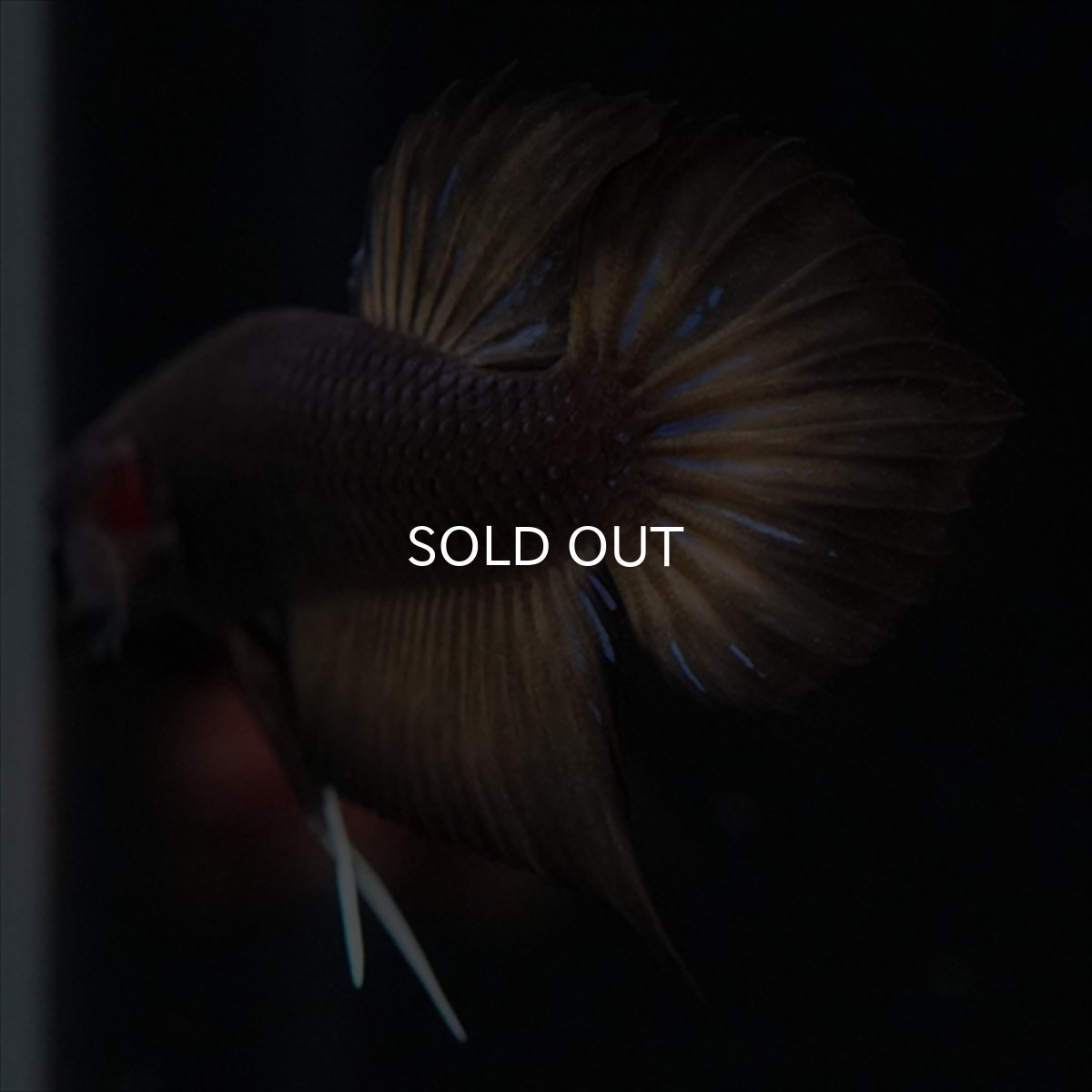 画像9: ワイルドハイブリッド　マスタード　♂のみ (9)