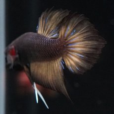 画像9: ワイルドハイブリッド マスタード ♂のみ (9)