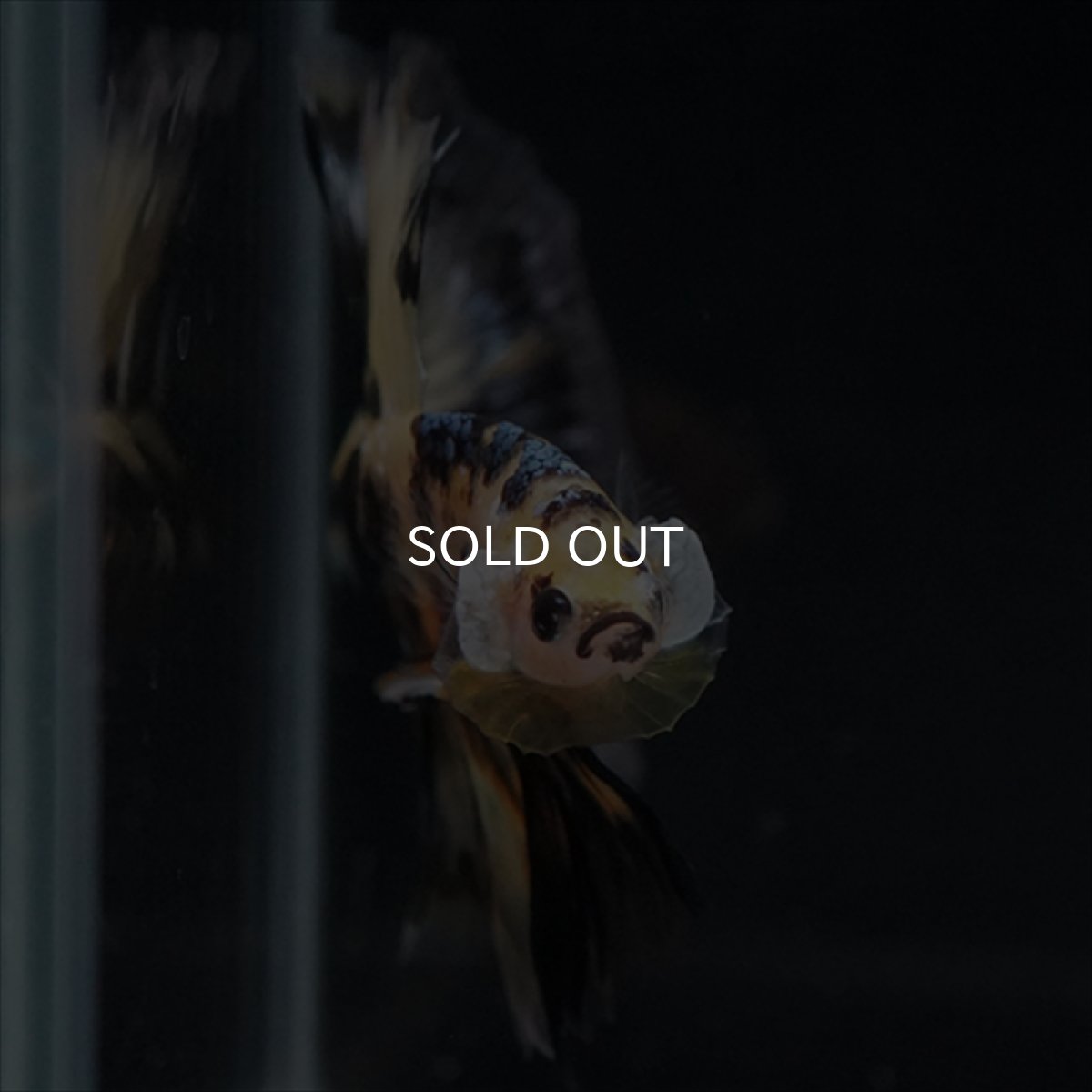 画像3: HM　イエロータイガー (3)