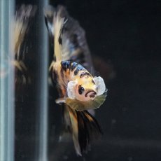 画像3: HM イエロータイガー (3)