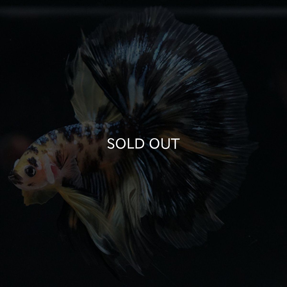 画像2: HM　イエロータイガー (2)