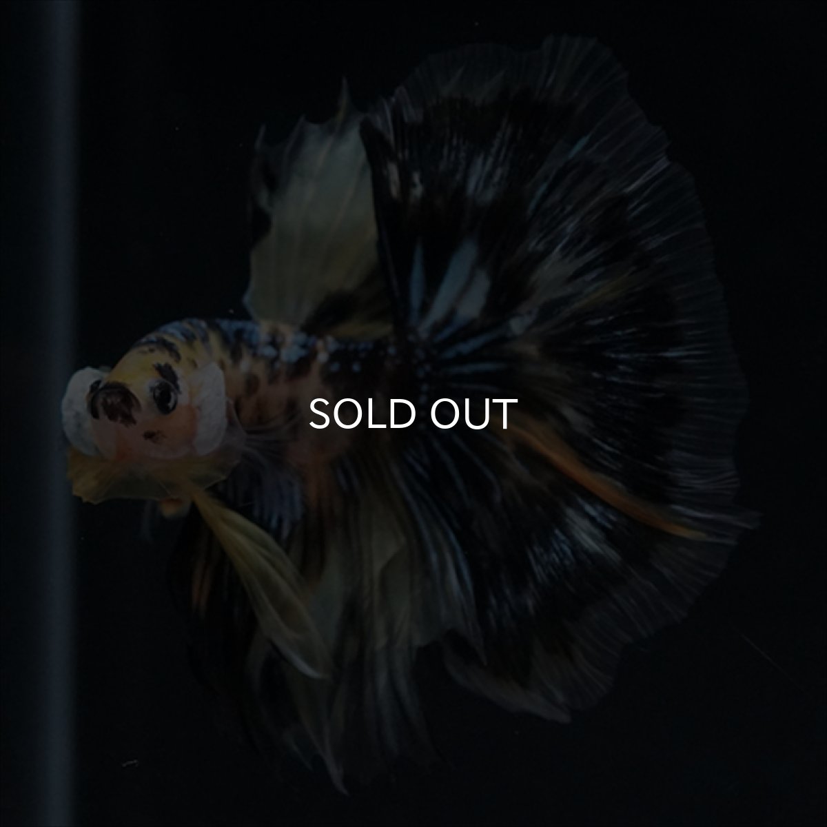 画像4: HM　イエロータイガー (4)