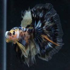 画像4: HM イエロータイガー (4)