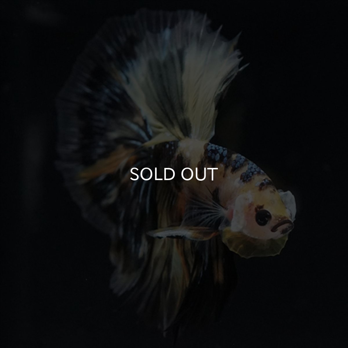 画像5: HM　イエロータイガー (5)