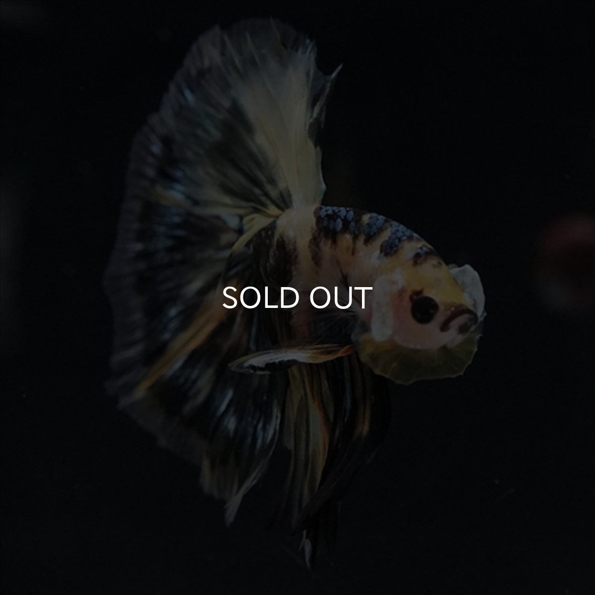 画像6: HM　イエロータイガー (6)