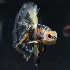 画像6: HM イエロータイガー (6)