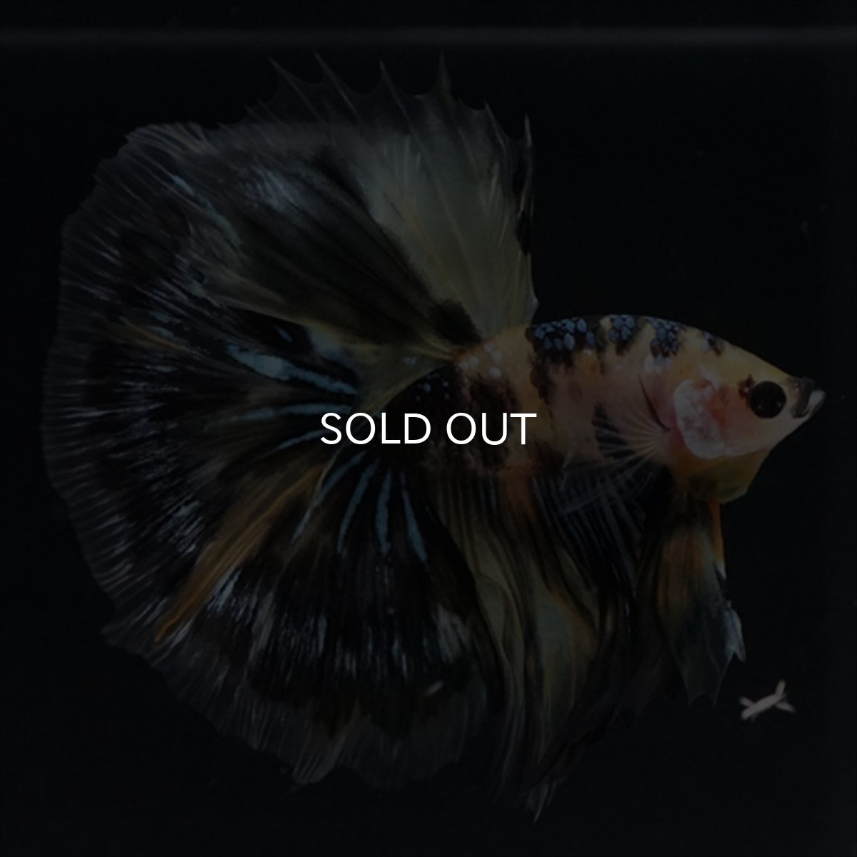 画像7: HM　イエロータイガー (7)