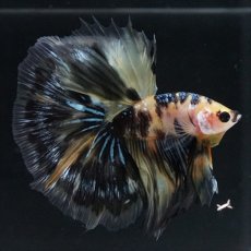 画像7: HM イエロータイガー (7)