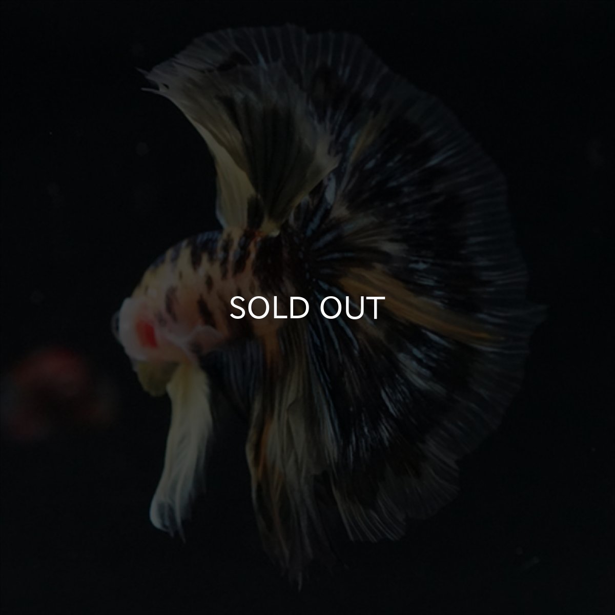 画像8: HM　イエロータイガー (8)