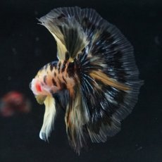 画像8: HM イエロータイガー (8)